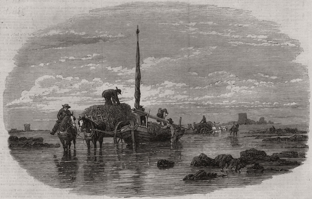 Sketches of the Calais fetes. Carting the Vraic. Pas-de-Calais 1852 old print